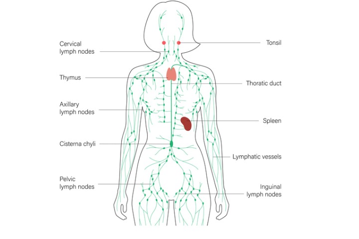Science-Rite: Does HEMP use the Lymphatic System?