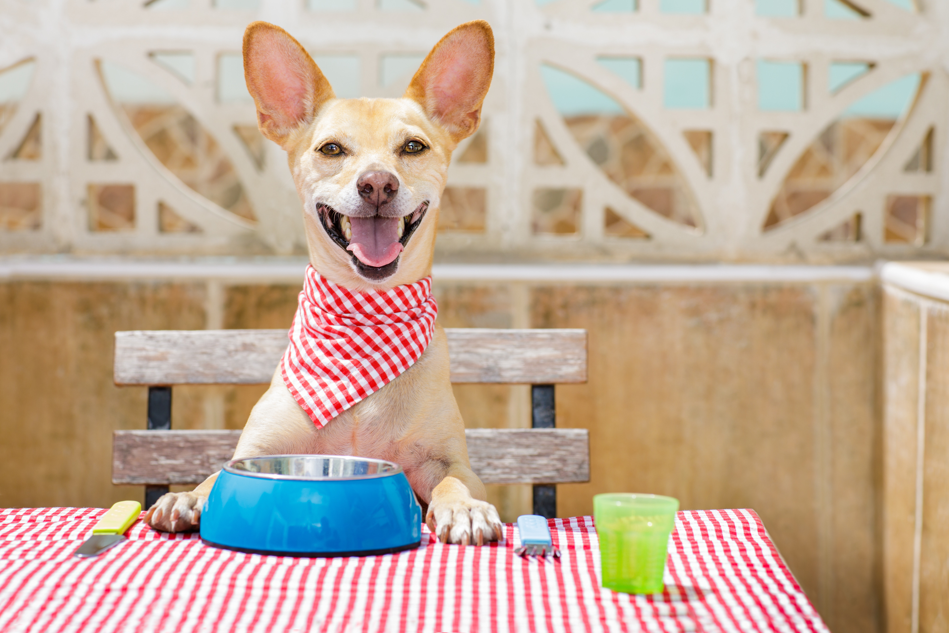 Science-Rite:  Can HEMP Pet Products Support The Healthy Diet of Your Pet?